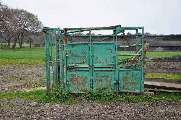 istock Rusty green cattle squeeze / crush chute in a field 1169774278