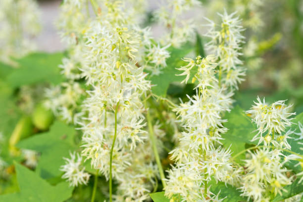 istock Echinocystis lobata, wild cucumber flowers 1169774350