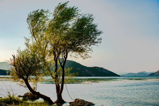 istock Olive tree at Skadar lake in Montenegro 1169774391