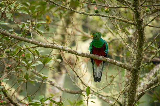 istock Resplendent quetzal 1169774411
