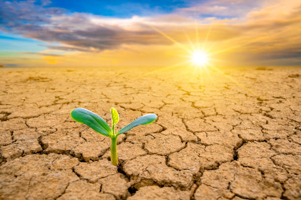 istock Trees are growing in dry ground Concept Forest and nature conservation 1169774981