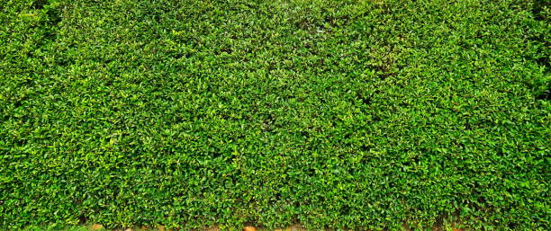 istock Green little leaves background 1169774997