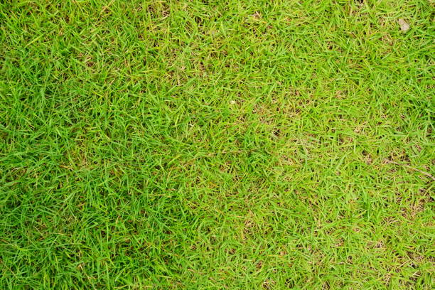 istock Close up of grass lawn 1169775173