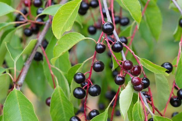 prunus padus berries on twig stock photo