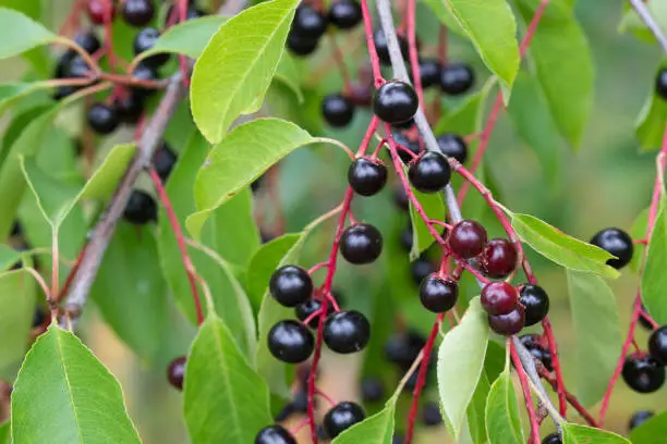 prunus padus berries on twig closeup