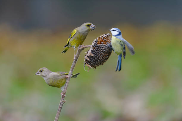 istock greenfinches and blue tit 1169776615