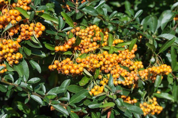 istock Pyracantha coccinea, the scarlet firethorn berries 1169776623