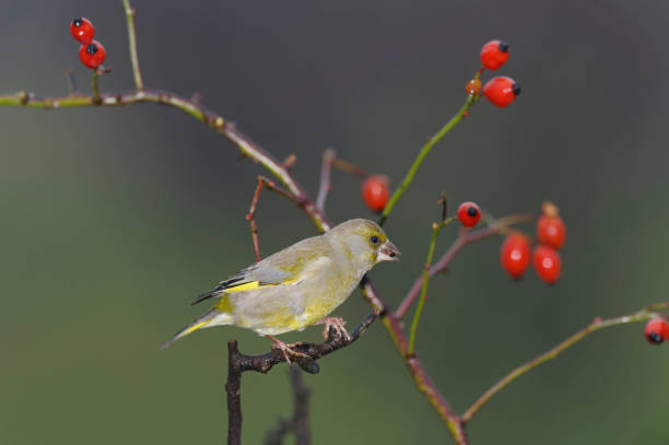 finch verde europeo (chloris chloris) - green finch fotografías e imágenes de stock