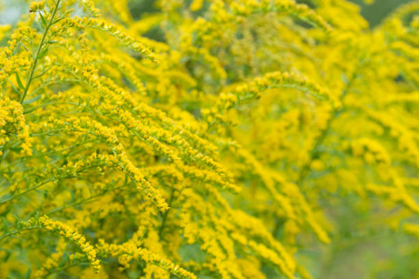 solidago canadensis canada fiori gialli goldenrod - invasive plant foto e immagini stock