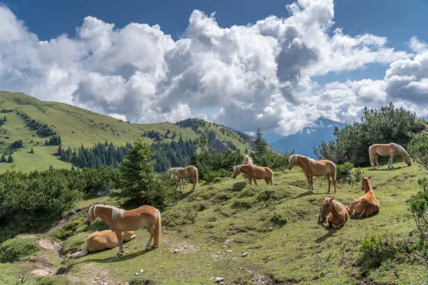 Famous Haflinger horses on a mountain pasture in the Tannheim Valley, Tirol,Austria