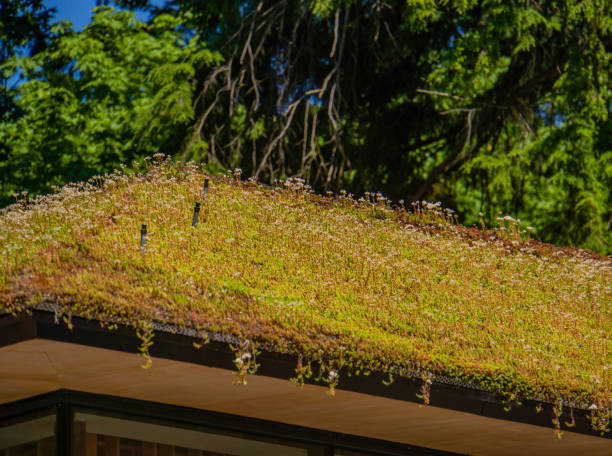 istock green or living roof 1169777842