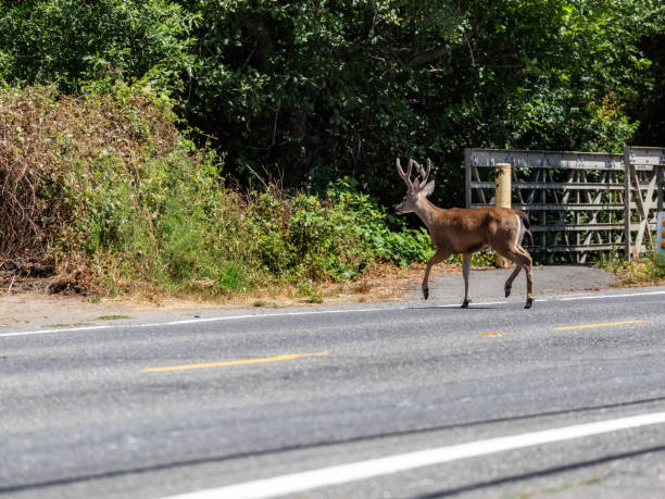 istock Young Buck Deer crossing the road. 1169777861