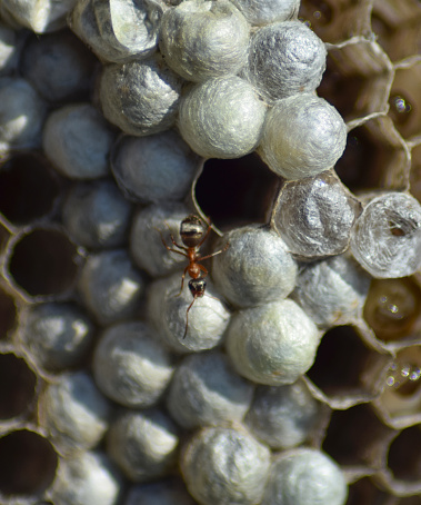 Ant on the abandoned hornet's a nest.