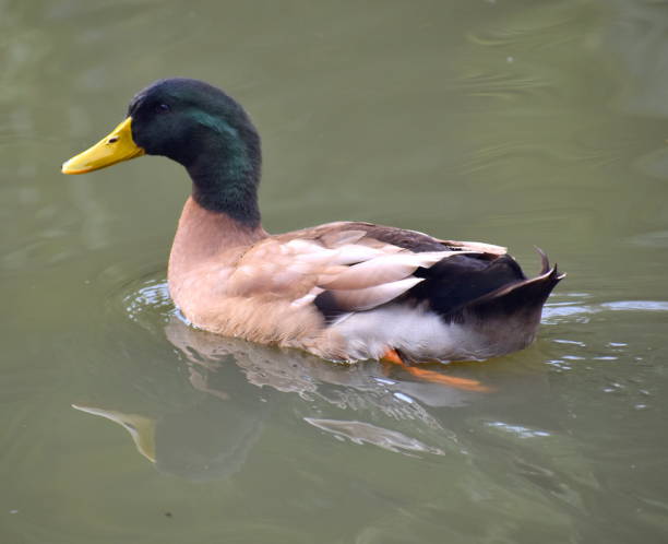 istock Colorful duck swimming in a pond 1169779647