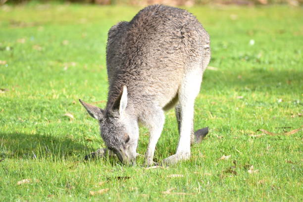 istock Kangaroo feeding in a park 1169779685