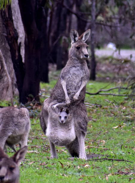 istock Mother kangaroo with joey in her pouch 1169779727