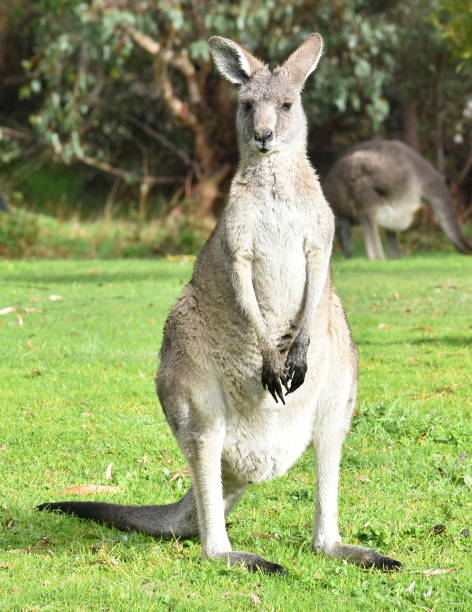 istock Kangaroo standing in a green park 1169779763