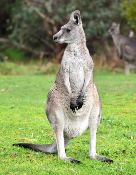 istock Kangaroo standing in a park 1169779803