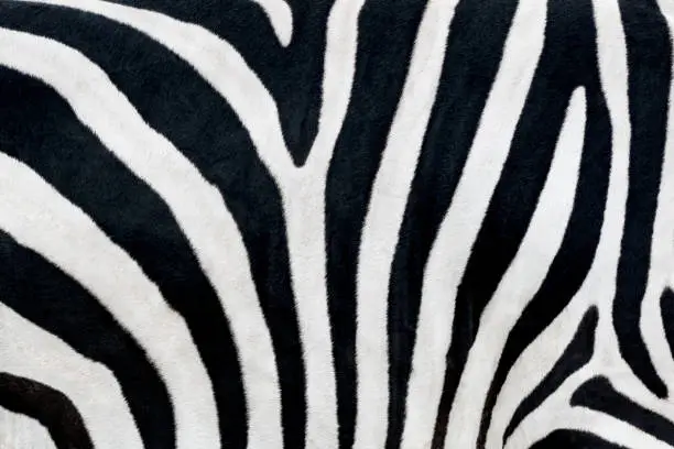 Photo of Zebra print