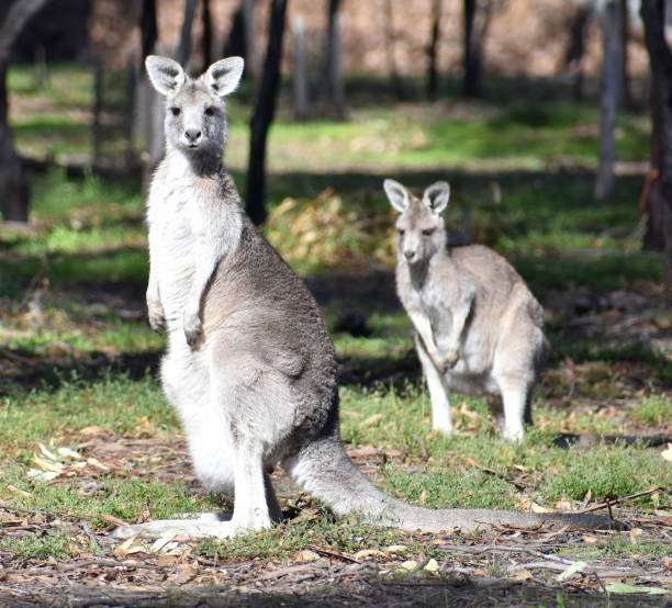 istock Kangaroos looking at camera in a national park 1169779832
