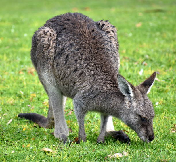 Kangaroo feeding in parkland
