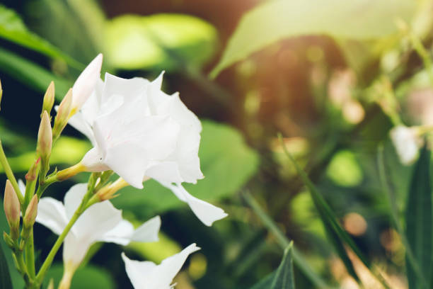 Flower, Plant, Single Flower, Oleander, White Color