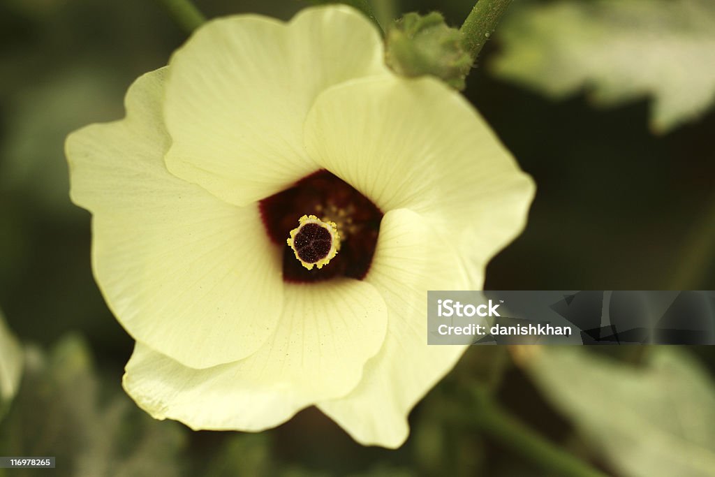 Gombo fiori - Foto stock royalty-free di Ambientazione esterna