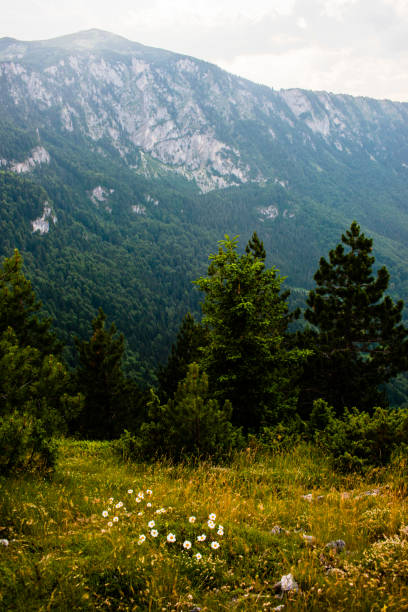 istock Deep green valley in Durmitor National Park bathed in sun rays. 1169785555