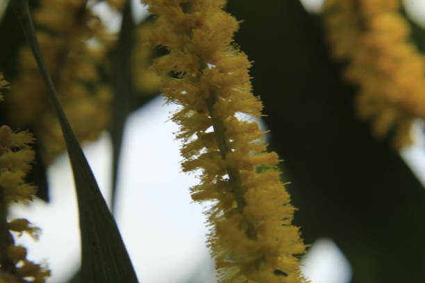 istock Earleaf acacia Flowers. 1169785578