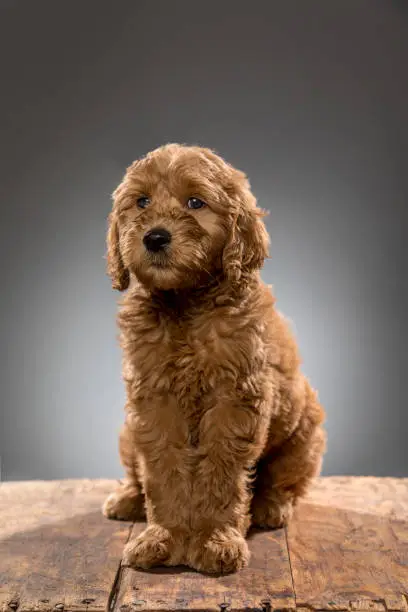 High quality stock photographs of a unique purebred Goldendoodle puppy inside and outside.