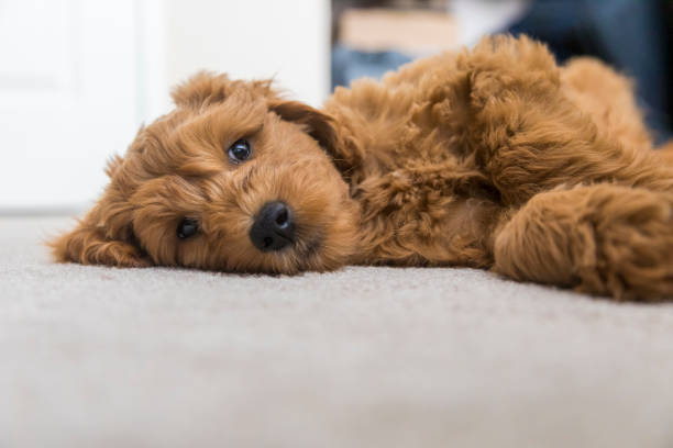 Goldendoodle Puppy at Home High quality stock photos of a young Goldendoodle puppy in a home in California. hairy photos stock pictures, royalty-free photos & images