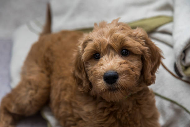 istock Goldendoodle Puppy at Home 1169785976