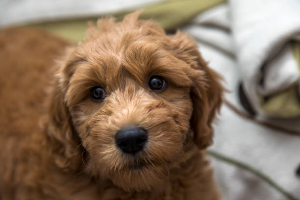 istock Goldendoodle Puppy at Home 1169785992