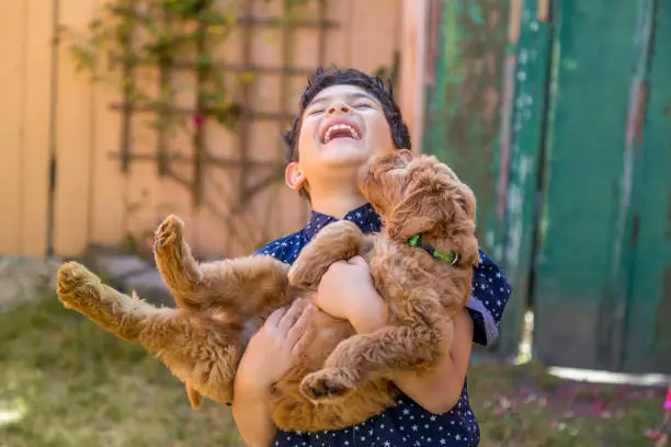 High quality stock photos of a young boy and a Goldendoodle puppy playing outdoors in the front yard of a home in California.