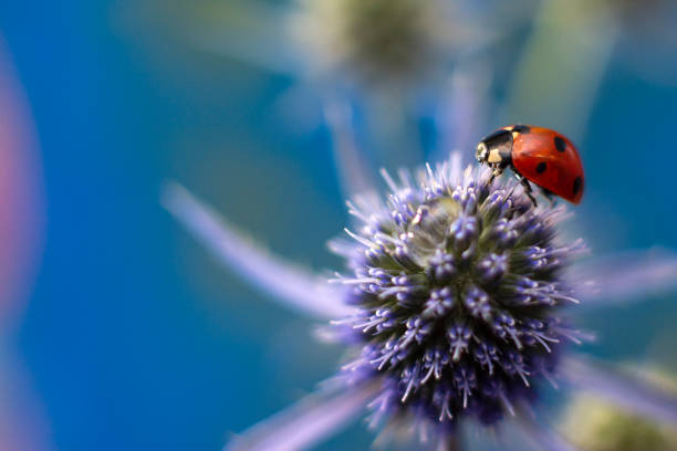 borsa da donna. cardo echinops sphaerocephalus puntava la testa di un fiore blu nel campo con borsa da donna al tramonto al sole. primo piano - echinops spaerocephalus foto e immagini stock