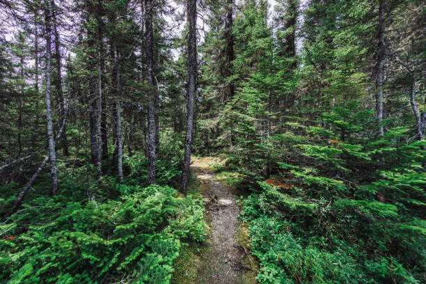 istock Forest at Chute Manitou, Manitou Waterfall, on the river of the same name, is another beautiful area on the North Coast of Quebec. 1169789830