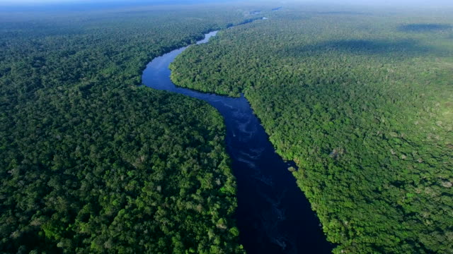 5,600+ Amazon Rainforest Stock and Royalty-Free Footage - iStock | Amazon river, Tropical rainforest, Rainforest