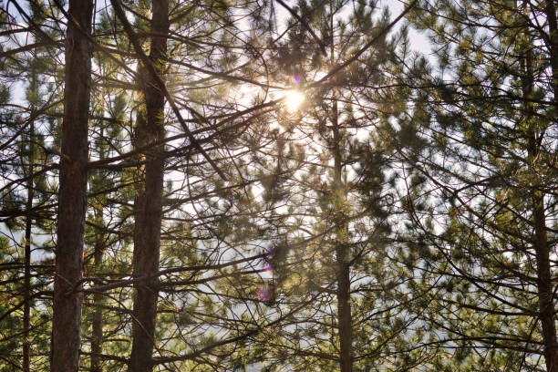 Beautiful natural background with sunlight shining through the tress in the pine forest.