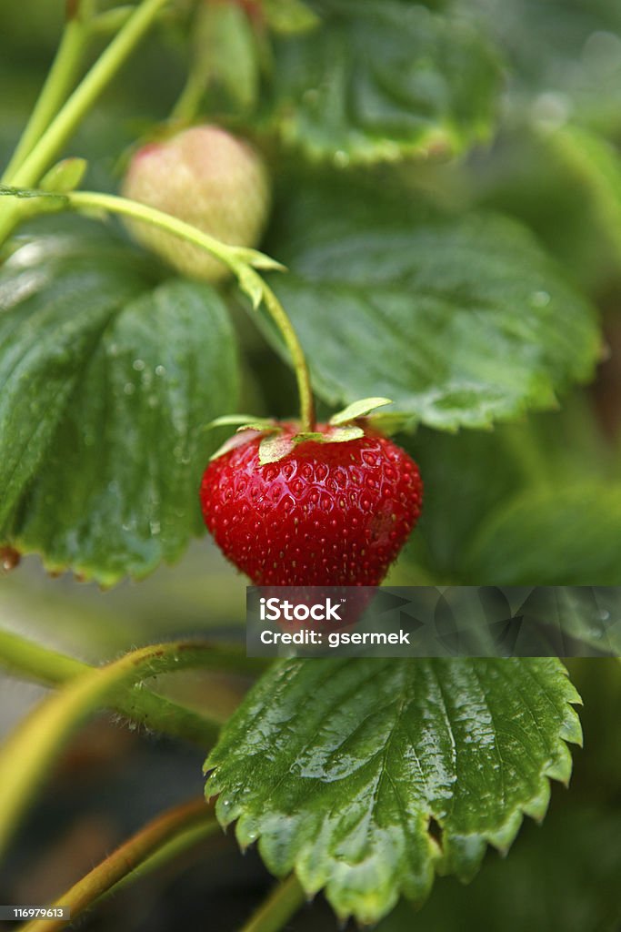 Strawberry Strawberry in the garden Backgrounds Stock Photo