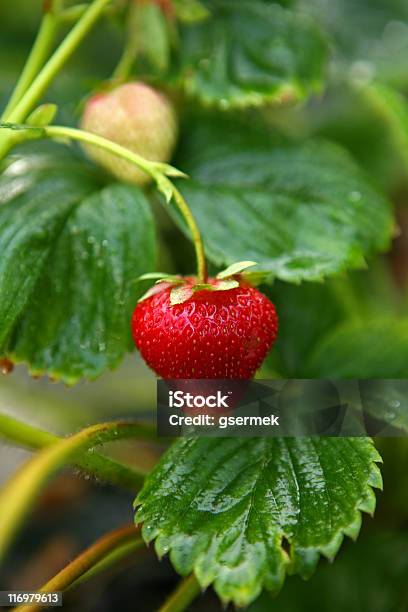 Strawberry Stock Photo - Download Image Now - Backgrounds, Beauty In Nature, Berry Fruit