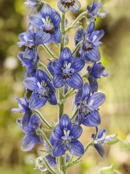 Photo of Delphinium staphisagria lice-bane or stavesacre medium-sized plant with beautiful deep blue flowers