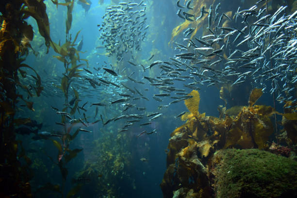 damage to the ozone layer and climate change - biodiversity imagens e fotografias de stock