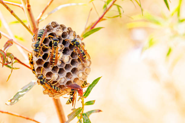 istock Nest wasps on a piece of grass. 1169799420