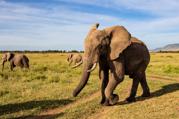 istock Elephant herd in the Masai Mara 1169799656