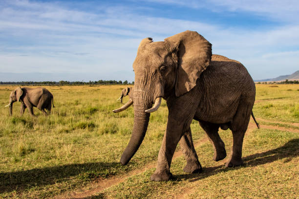 istock Elephant herd in the Masai Mara 1169799659
