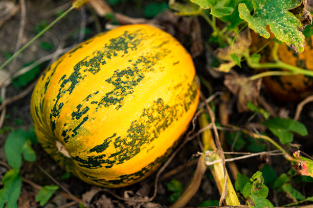 istock Pumpkin growing on a field closeup. 1169799706