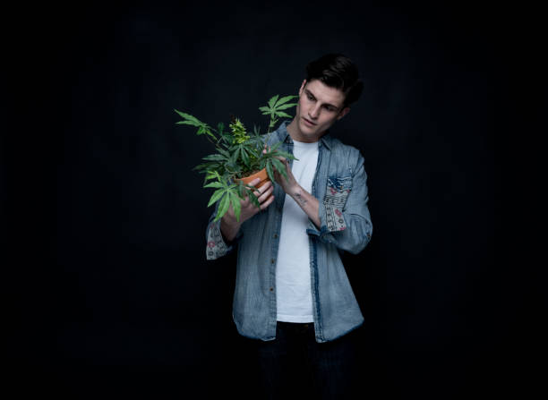 istock Handsome young man is holding a marijuana plant 1169801118