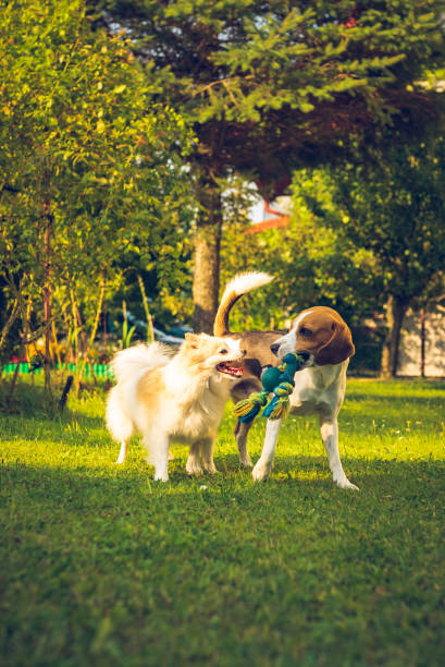 istock Beagle dog with white pomeranian spitz playing on a green grass 1169801158