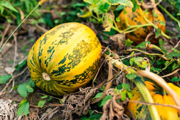 istock Pumpkin growing on a field closeup. 1169801220