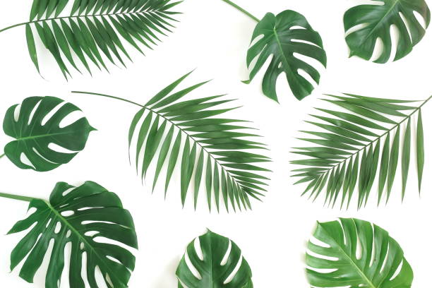 istock tropical green palm, monstera leaves , branches pattern isolated on a white background. top view.copy space.abstract. 1169801766